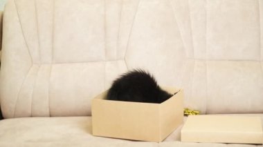 Komik küçük siyah kedi maine rakunu bir kutu ve yayla oynar, karton bir kutudan atlar ve atlar..