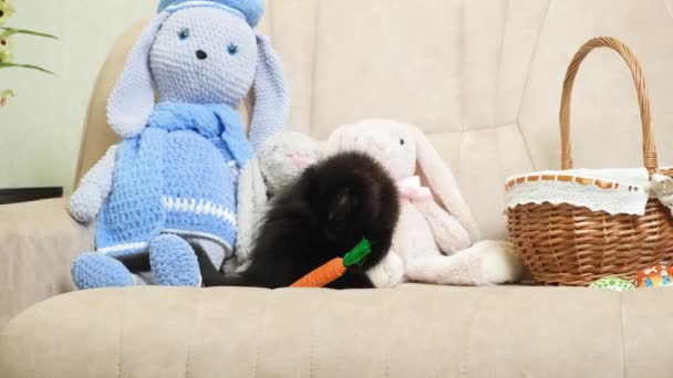 Чудесный Черный Мейн Кун Котенок Играет Морковную Игрушку Сидя Диване — стоковое видео