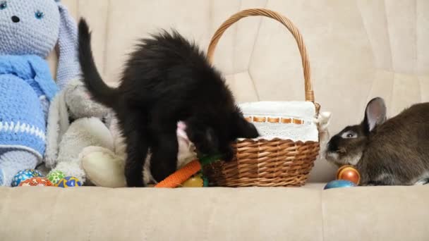 Mascotas Pascua Para Mascotas Juego Conejo Gatito Negro Con Cesta — Vídeos de Stock