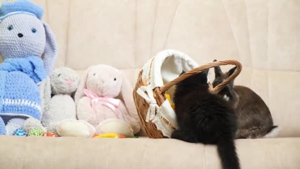 复活节宠物 兔子和黑猫玩篮子和蛋 — 图库视频影像