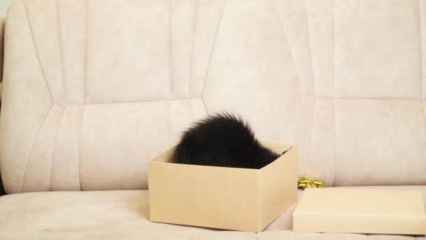 Funny Little Black Kitten Maine Coon Juega Con Una Caja — Vídeo de stock