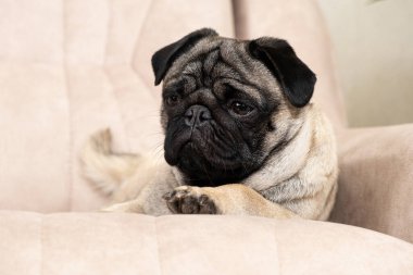 Üzgün bir köpek kanepede yatar ve yüzünü çevirir. Köpeklere, paltolarına, katlarına, kulaklarına ve gözlerine dikkat et.