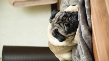 Küçük komik bir köpek yatağa gider, battaniyeye uzanır, kalkar ve gider..