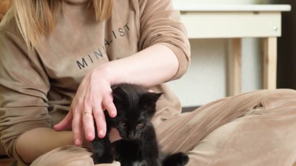 Woman Plays Small Black Maine Coon Kitten Inscription Minimalist Costume — Stock Video