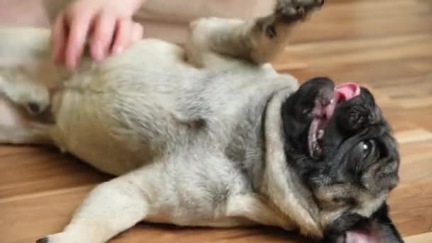 Bir Kadın Tatmin Olmuş Bir Köpeği Tırmalayıp Okşar Köpek Zevk — Stok video