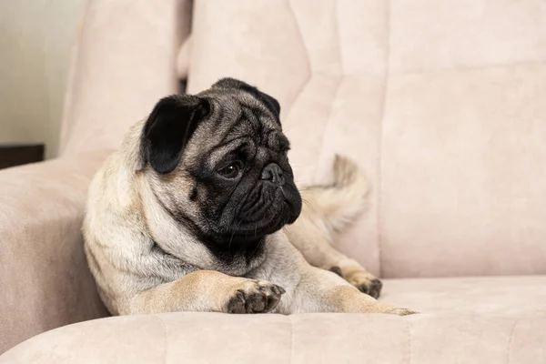 stock image A funny one-year-old pug lies on a light beige sofa, a place for text. Purebred small dogs, pet shop