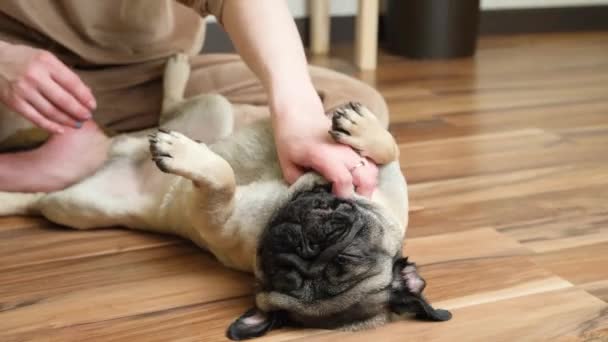 Woman Scratches Strokes Satisfied Pug Dog Sticks Out His Tongue — Stock Video