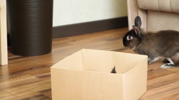 一只黑色的缅因州小猫咪跳到纸板箱里玩 兔子从旁边跑过去 — 图库视频影像