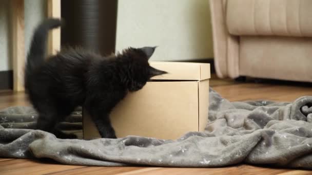 Een Zwart Maine Kitten Een Konijn Spelen Met Een Kartonnen — Stockvideo