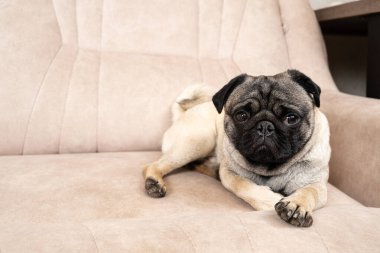 Bir yaşındaki komik bir köpek açık bej bir kanepede uzanıyor, mesaj için bir yer. Safkan küçük köpekler, evcil hayvan dükkanı.