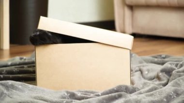 Siyah, şirin bir rakun yavrusu dışarı bakar ve karton kutudan dışarı çıkar..