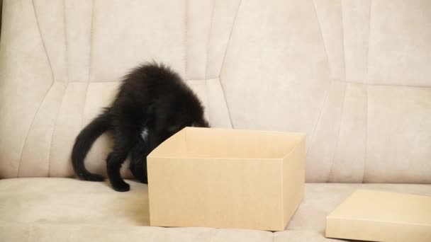 Grappig Klein Zwart Katje Maine Coon Speelt Met Een Strikje — Stockvideo