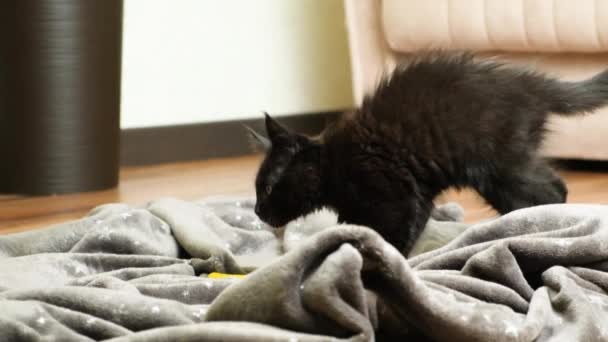 Little Black Maine Coon Kitten Looks Away Playing Toy — Stock Video
