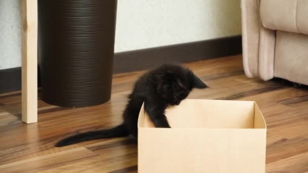 Een Kleine Zwarte Maine Coon Kitten Speelt Een Kartonnen Doos — Stockvideo