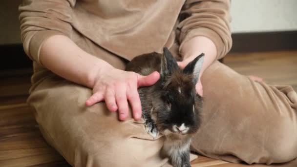 Bir Kadın Tüylü Bir Tavşanı Kürkünde Okşar Evcil Hayvanlara Sevgi — Stok video