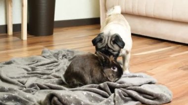 Tavşanla pug arasındaki ilişki, dostluk ve evcil hayvan aşkı.