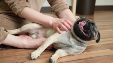 Sahibi köpek tarafını tırmalıyor ve tatmin olmuş bir köpeğin boynunu okşuyor. Evcil hayvanlara, köpeklere ve kadınlara sevgi ve şefkat.