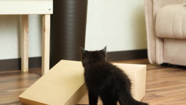 Een Kleine Zwarte Maine Coon Kitten Springt Een Kartonnen Doos — Stockvideo