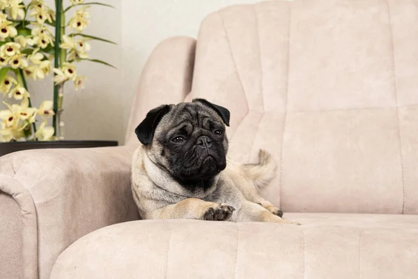 stock image A funny one-year-old pug lies on a light beige sofa, a place for text. Purebred small dogs, pet shop