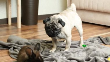 Bir boksör ve bir tavşanın komik iletişimi, köpek korkmuş, kaçıyor, hareket halinde düşüyor ve gözleri şişiyor..