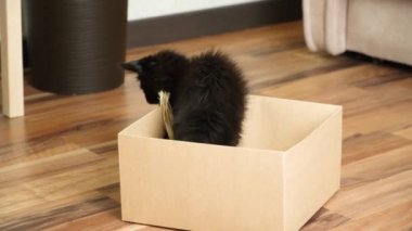 Küçük siyah bir rakun yavrusu karton bir kutuda oynuyor. Şirin ve komik kedicikler.