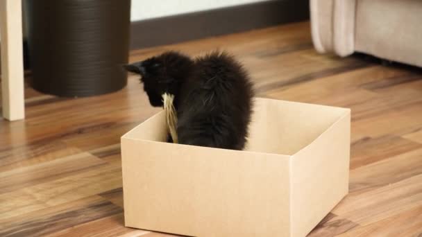 一只黑色的小海燕小猫在纸板箱里玩耍 可爱又有趣的小猫 — 图库视频影像