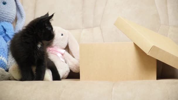 Een Schattige Kleine Zwarte Maine Coon Kitten Gluurt Uit Klimt — Stockvideo