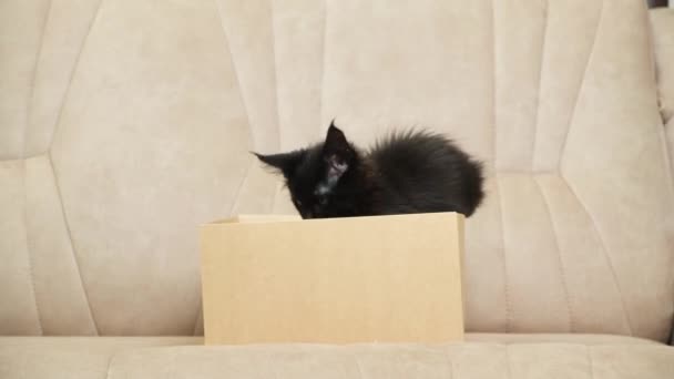 可愛い黒子のネズミの子猫が外に出て段ボール箱から出て行きます — ストック動画