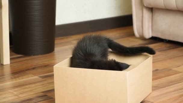 Small Black Maine Coon Kitten Plays Cardboard Box Cute Funny — Stock Video