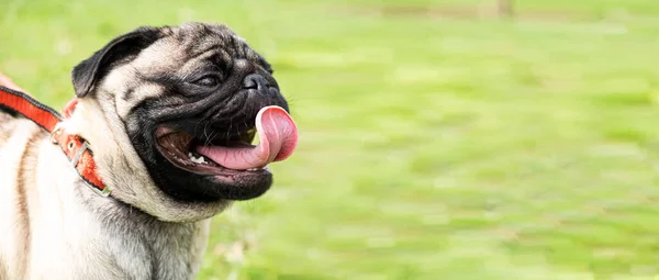 Stock image A portrait of a one-year-old pug with a collar in a park on the grass stuck out his tongue. Dog walking, behavior and features of the breed