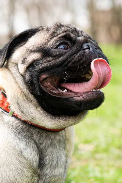 A portrait of a one-year-old pug with a collar in a park on the grass stuck out his tongue. Dog walking, behavior and features of the breed