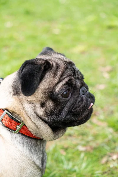 Portrait of a one-year-old cute pug with a collar around his neck during a walk in the park.