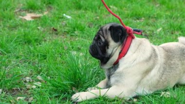 Parktaki çimlerin üzerinde sessizce oturan bir köpek aniden oradan geçen küçük bir çocuğun üzerine atlar.