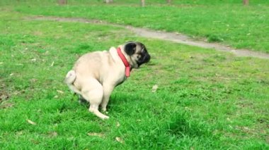 Bir pug parka çim ve yaprakların üzerine sıçıyor. Köpek parkında köpek gezdiriyorum.