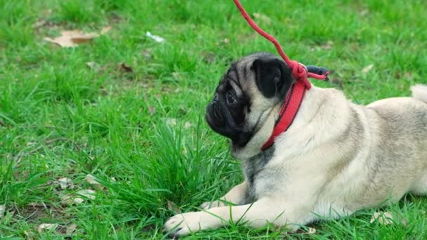 Cachorro Sienta Silencio Hierba Del Parque Repente Salta Sobre Niño — Vídeo de stock