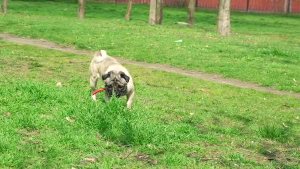 Ein Mops Gräbt Den Boden Park Und Schnüffelt Gras Verhalten — Stockvideo