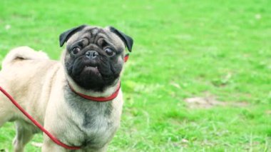 Parkta yürürken boynunda tasmasıyla bir yaşındaki sevimli bir köpeğin portresi..