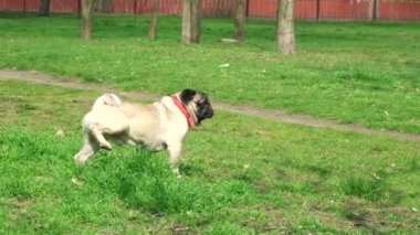 Pug parkta çime işiyor ve toprağı kazıyor. Evcil hayvanlar, işeyen köpekler..