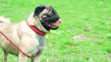 Bir yaşındaki bir köpeğin portresi. Parktaki çimlerin üzerinde yakası olan bir köpek. Diline yapışmış. Köpek gezdirme, davranış ve türün özellikleri.