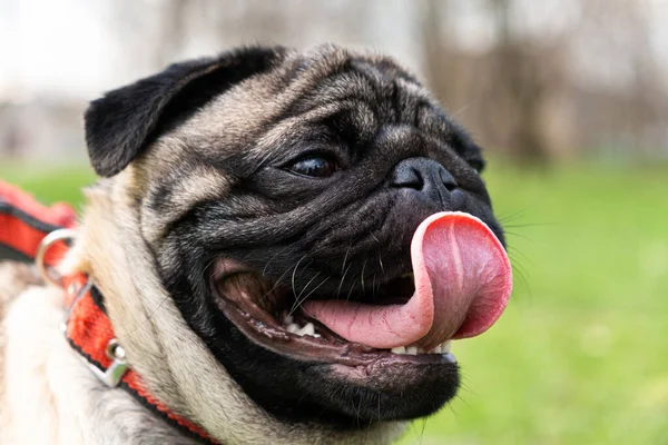 stock image A portrait of a one-year-old pug with a collar in a park on the grass stuck out his tongue. Dog walking, behavior and features of the breed