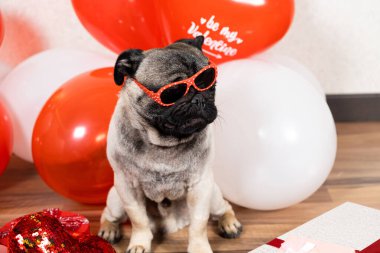 Cool funny pug in red glasses among the balls on Valentines Day