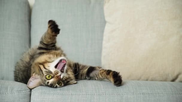Divertente Gatto Sdraiato Sul Divano Gira Spalle Sbadiglia Comfort Domestico — Video Stock