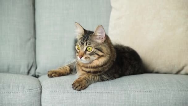 Beautiful Domestic Cat Resting Lying Gray Sofa Wiggling Its Fluffy — Stock Video