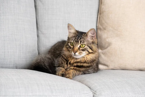 stock image Beautiful brown tabby cat with yellow-green eyes lying on the couch.