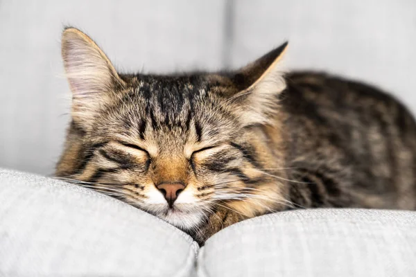 Портрет Спящей Полосатой Кошки Сером Диване Кот Отдыхает — стоковое фото
