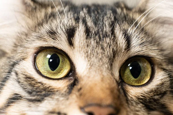 Желто Зеленая Кошка Красивые Глаза Зрачки Крупный План Макрос — стоковое фото