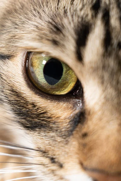 Желто Зеленая Кошка Красивый Глаз Щенок Крупный План Макрос — стоковое фото