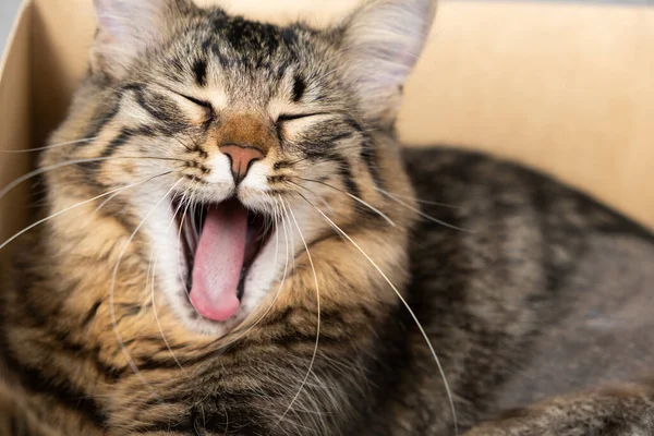 Забавный Котенок Зевает Открытым Ртом Сидя Картонной Коробке — стоковое фото