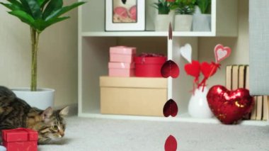 Sevgililer Günü 'nde kedi kupa çelengi avlar. Hayvan Aşk Günü, komik bir konsept..