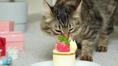 Mutlu kedi doğum gününde doğum günü pastası yer. Evcil hayvan için bir tatil, ilk doğum günü.